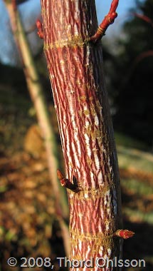 Acer x conspicuum 'Phoenix'